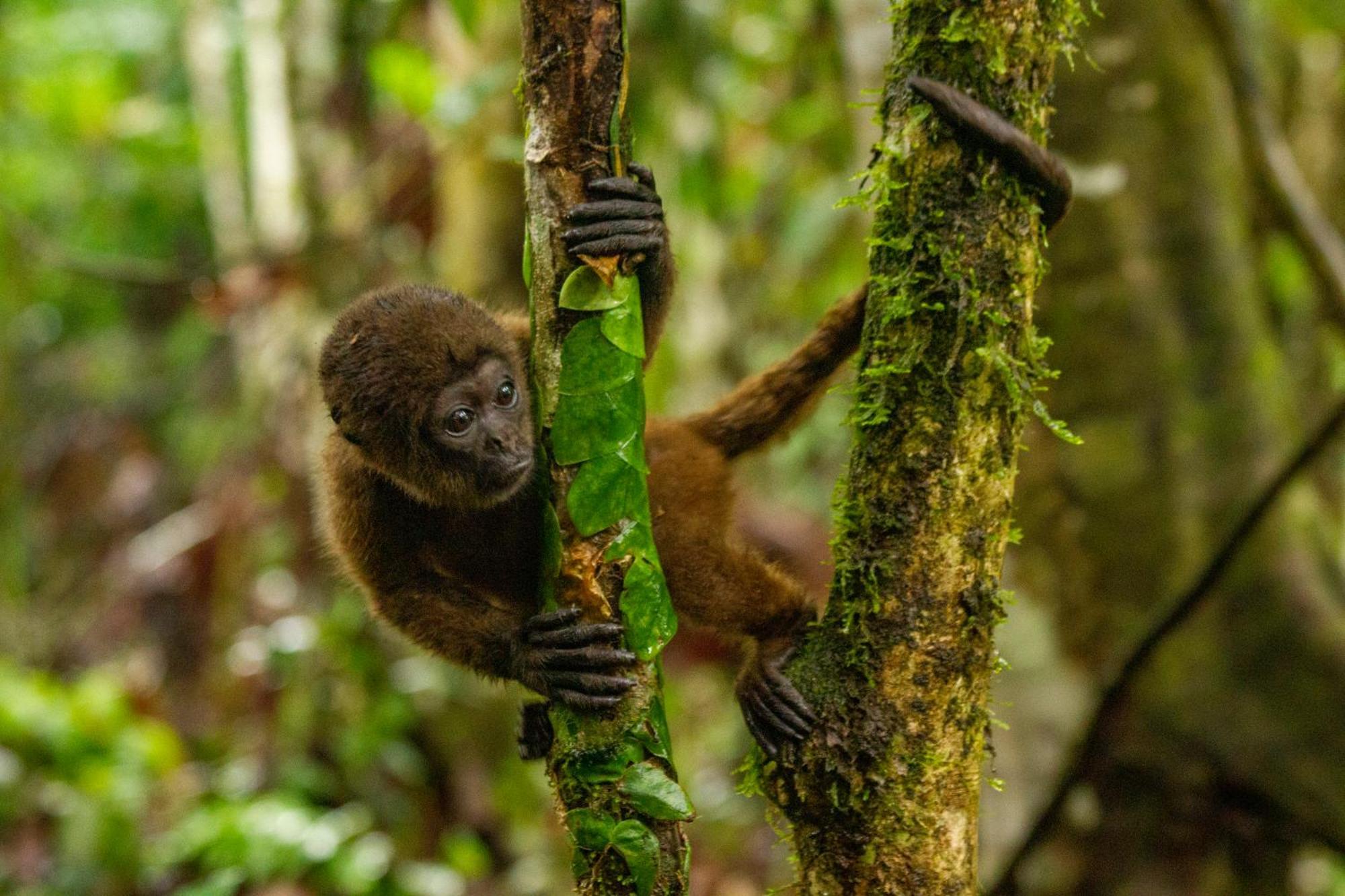 Suchipakari Amazon Eco -Lodge & Jungle Reserve Puerto Misahuallí Extérieur photo