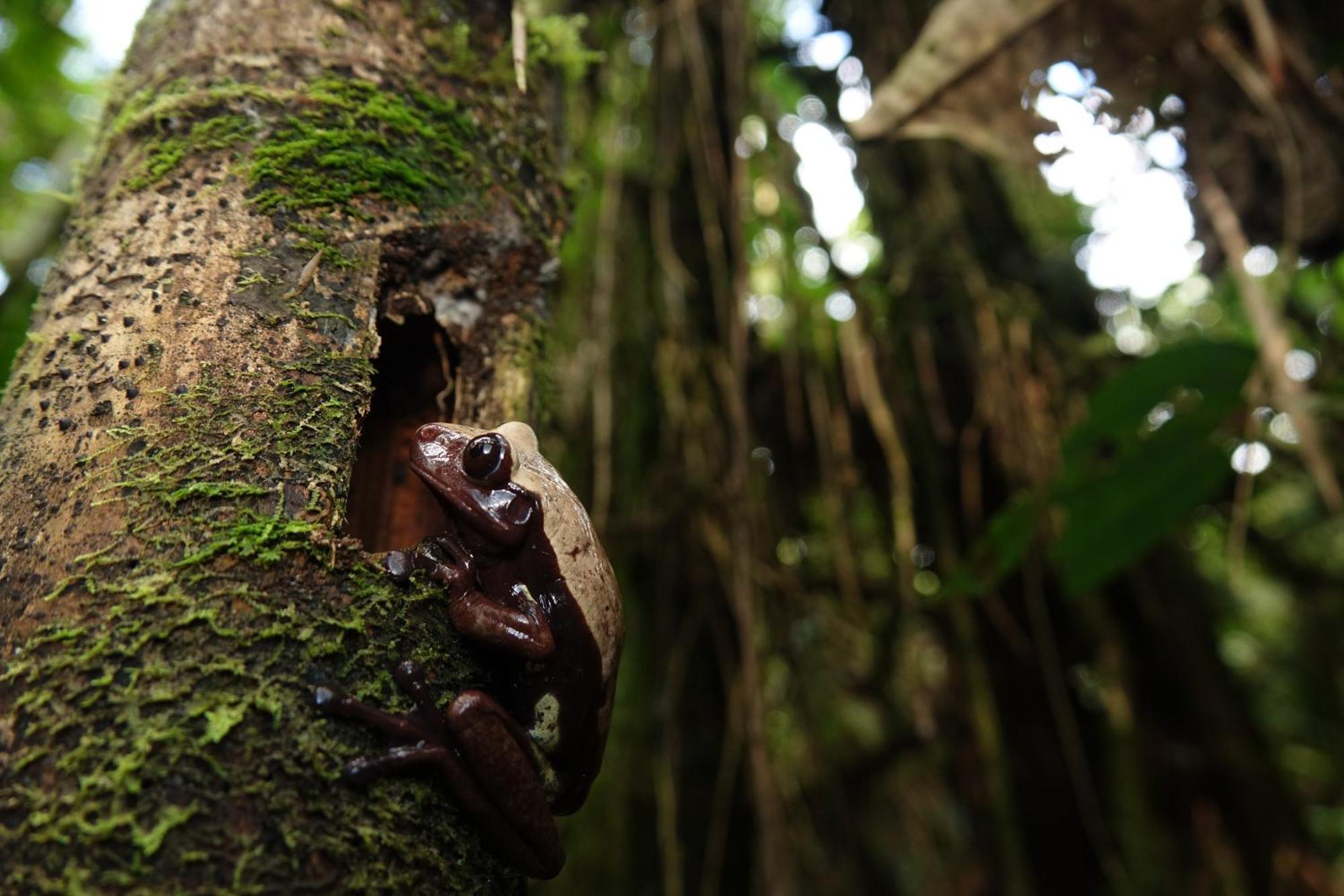 Suchipakari Amazon Eco -Lodge & Jungle Reserve Puerto Misahuallí Extérieur photo